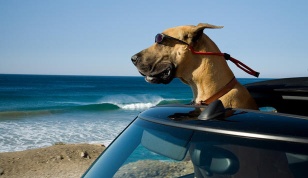 "Marmaduke" con buen paso en taquillas centroamericanas